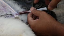 Resilience: Fish Eagles 2