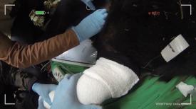 Saving Mountain Gorillas