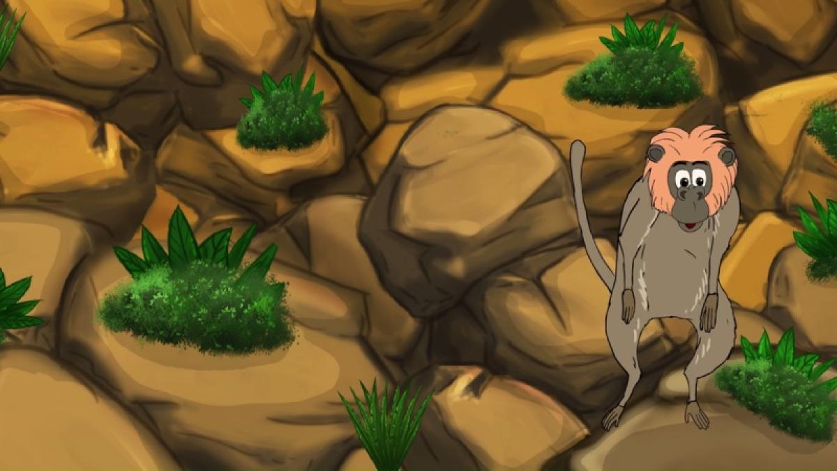Baboon
