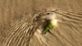 Surfing Snails