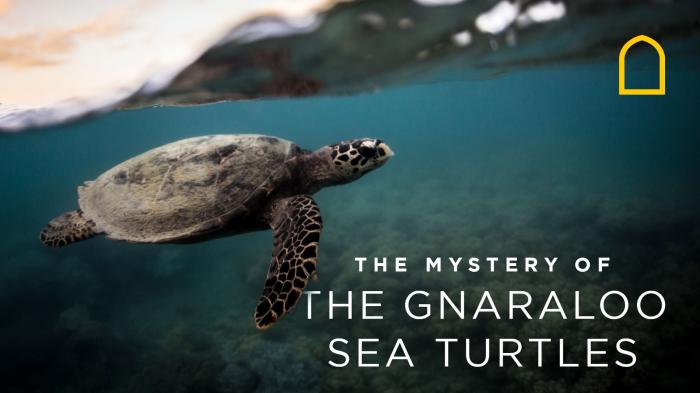 STG The Mystery of Gnaraloo Sea Turtles