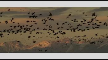 Reflections On The Prophets