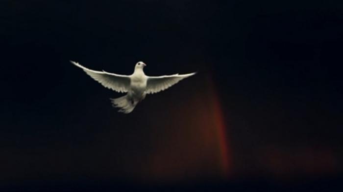 Richness of Creations - Pigeon 