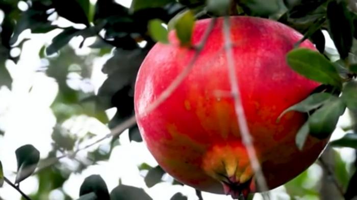 STG Richness of Creations - Pomegranate
