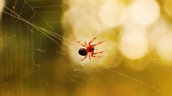 Richness of Creations - Spider
