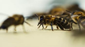 Richness of Creations - Bee