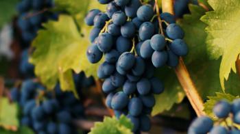 Richness of Creations - Grapes