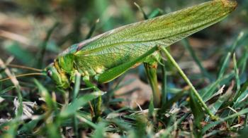 Richness of Creations - Locust