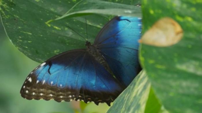 STG Richness of Creations - Butterfly