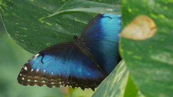 Richness of Creations - Butterfly