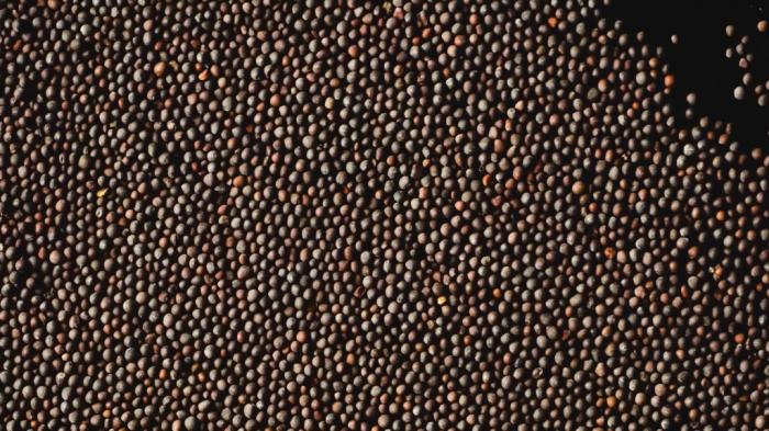 Richness of Creations - Mustard