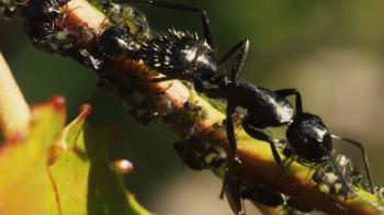 Richness of Creations - Ant