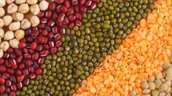 Richness of Creations - Lentil