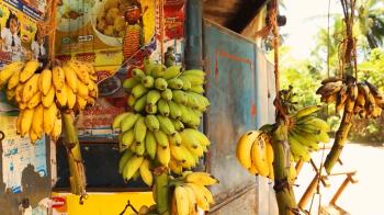Richness of Creations - Banana