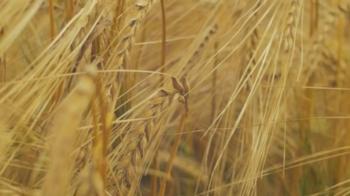 Richness of Creations - Wheat