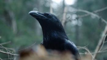 Richness of Creations - Crow