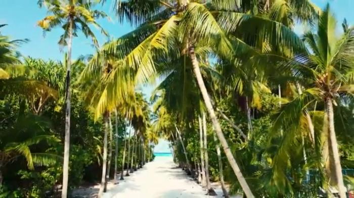 STG Richness of Creations - Palm