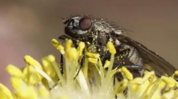 Richness of Creations - Mosquito