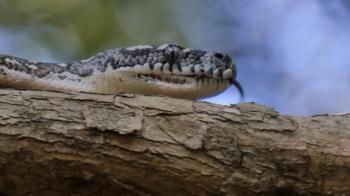 Richness of Creations - Snake