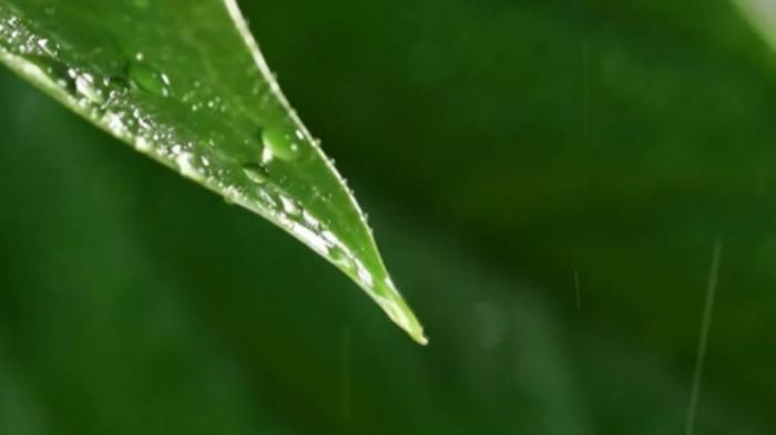 STG Richness of Creations - Rain
