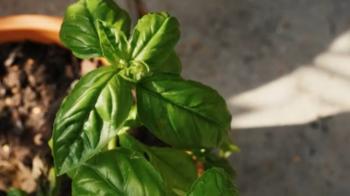 Richness of Creations - Basil