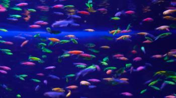 Richness of Creations - Fish