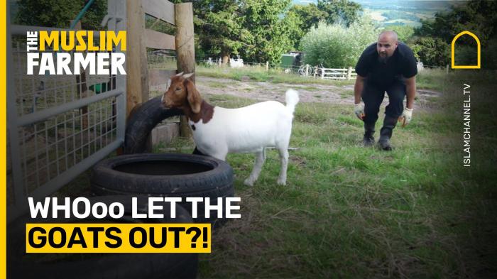 Whooo Let the Goats Out?!