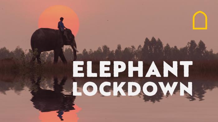 STG Elephant Lockdown