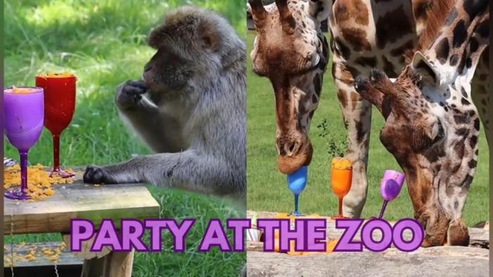 Caught on Camera: Zoo life... Births, parties and wild antics