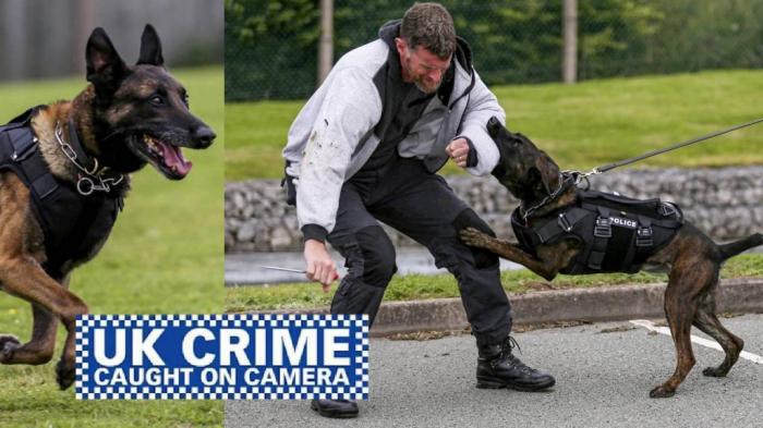 UK Crime Caught on Camera Special: Police Dogs