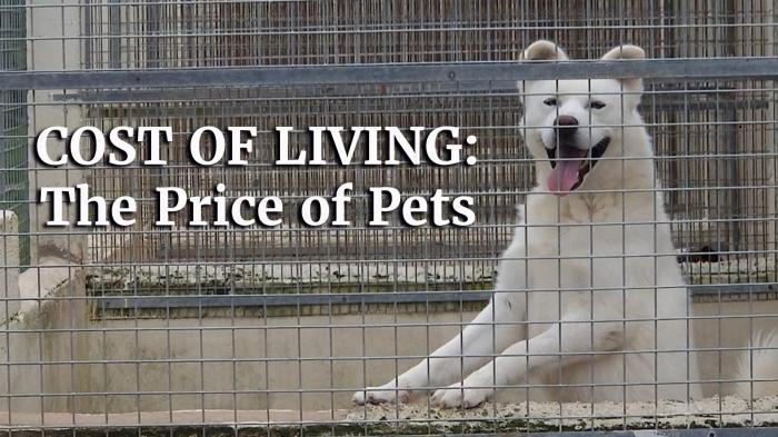 Cost of living: The price of pets