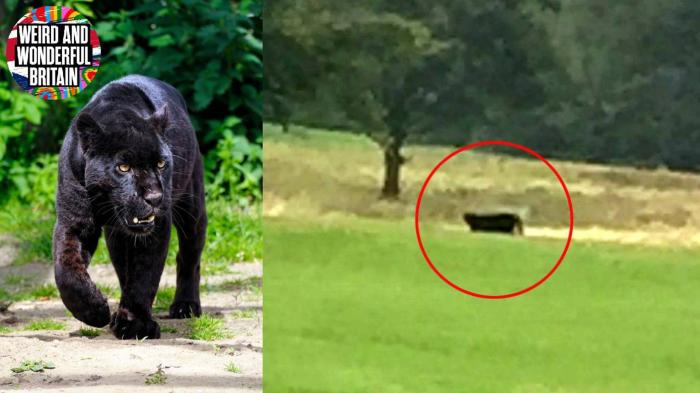 More Big Cats caught on camera in the UK