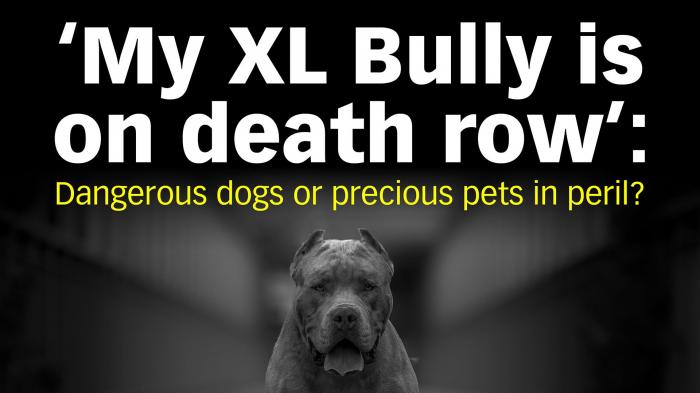 "My XL Bully is on death row": Dangerous dogs or pets in peril?