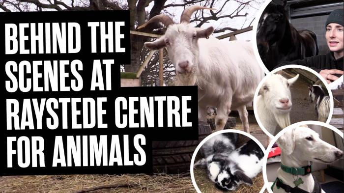 Behind the scenes at Raystede Centre For Animals