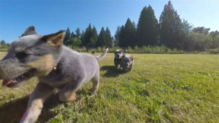 STG Over 20,000 dogs stolen in the UK within a decade: Which breed is stolen most often?