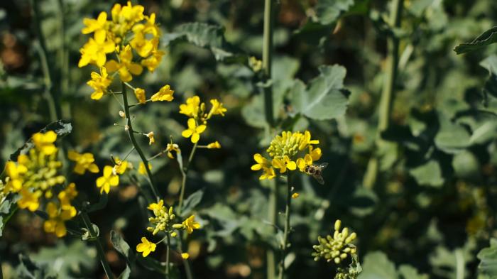 STG Hayfever: How to take care of fever at home, particularly if you have a lung condition