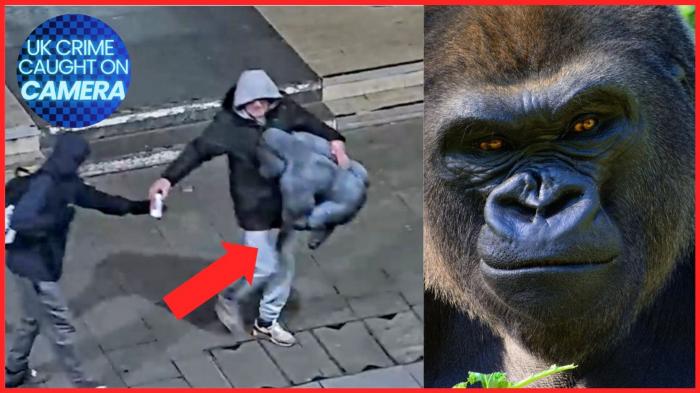 UK Crime Caught on Camera: Gorilla vs Burglars
