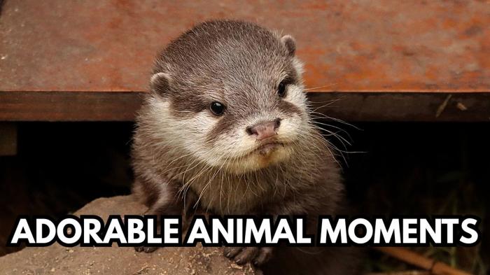 Adorable zoo moments | Caught on Camera