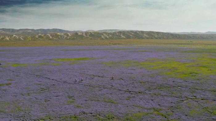 Super Bloom