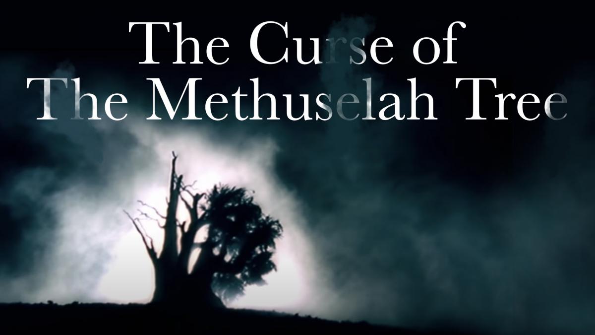 The Curse Of The Methuselah Tree