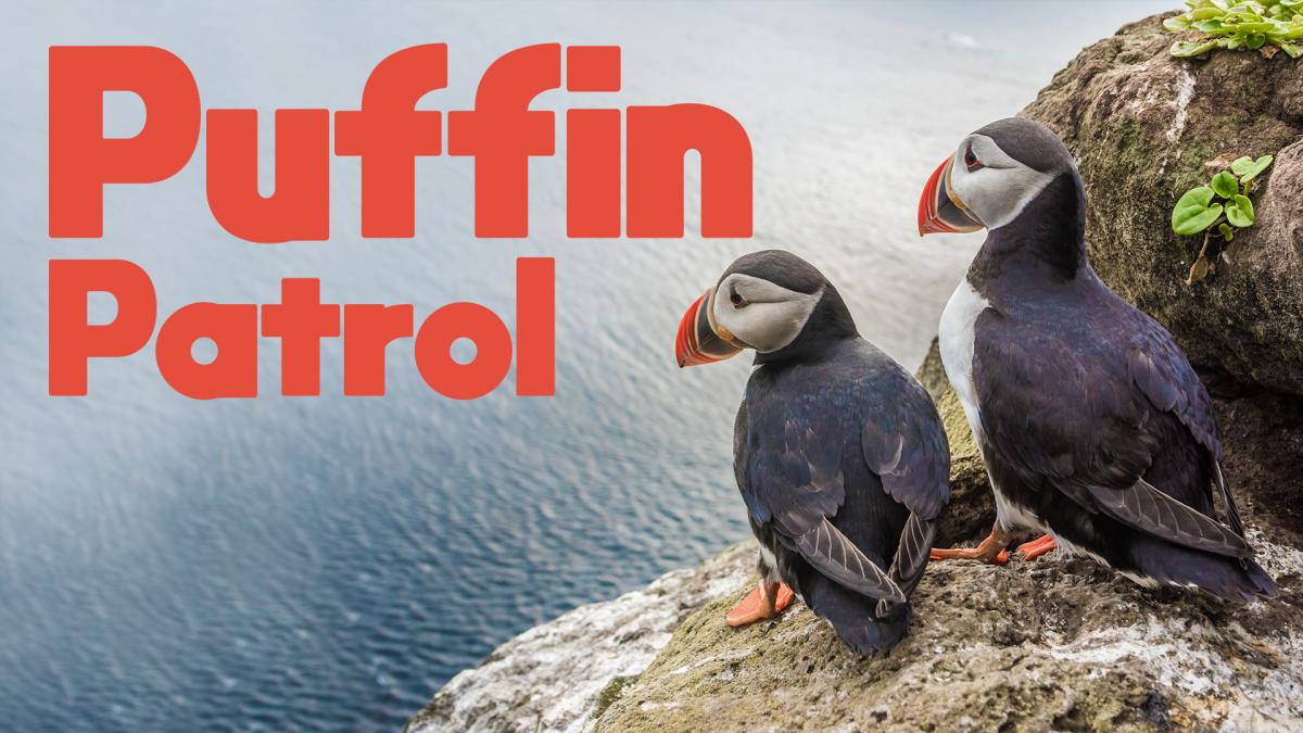 Puffin Patrol