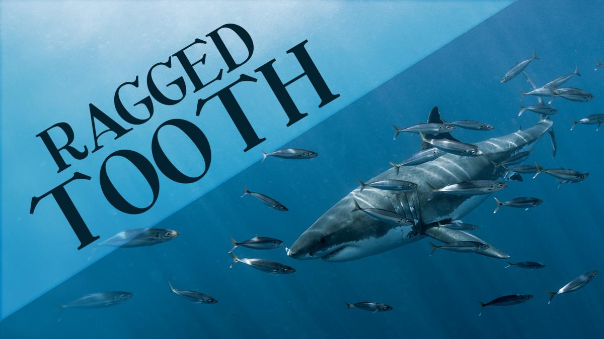 Ragged Tooth