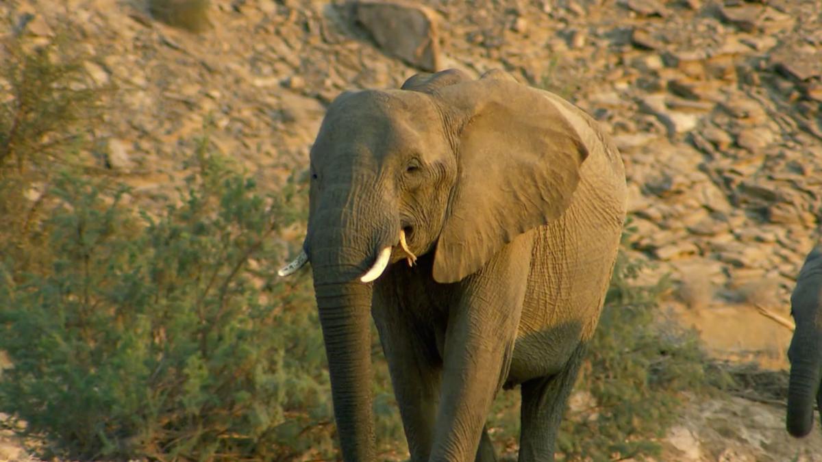 Elephant Charge S1EP8
