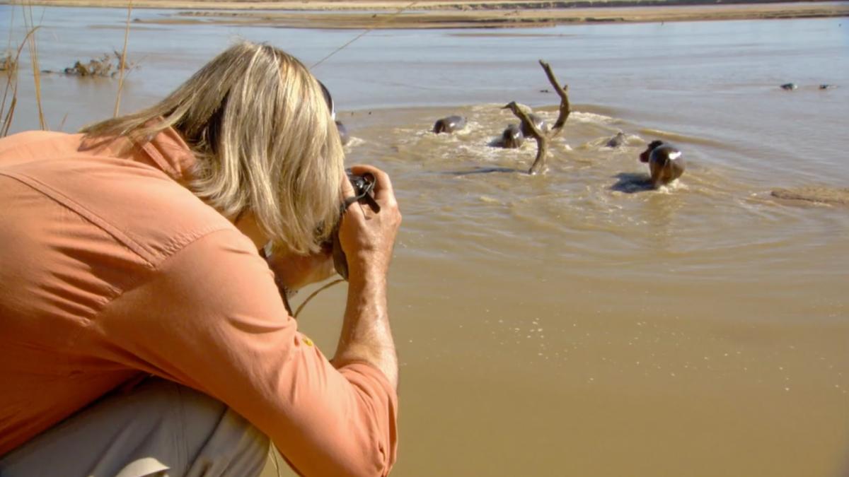 Hippo Face Off S1EP12