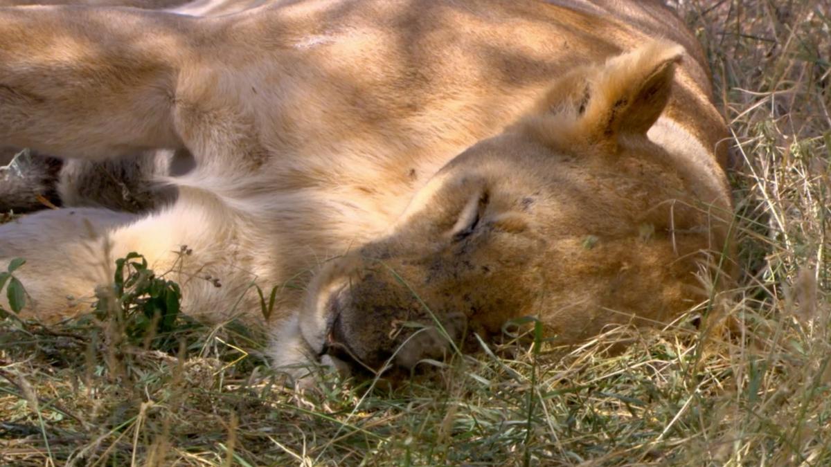 Killer Lion Stake Out S1EP11