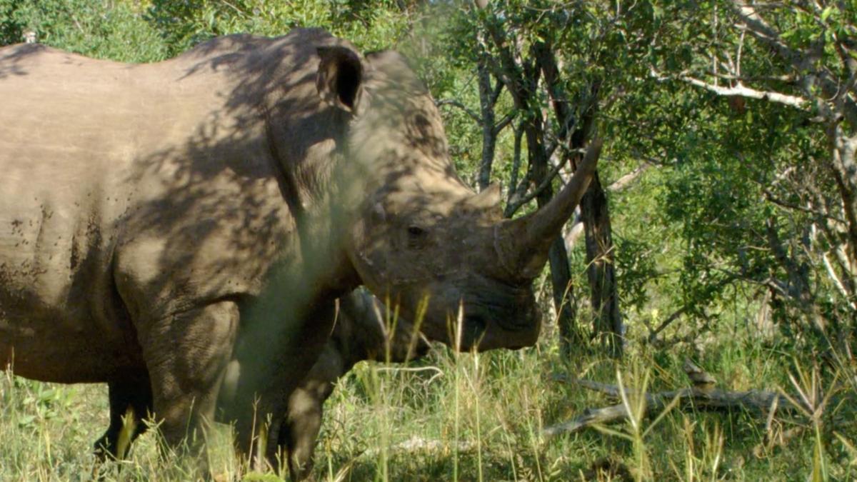 Man-Eating Leopards S1EP6