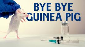 Bye Bye Guinea Pig
