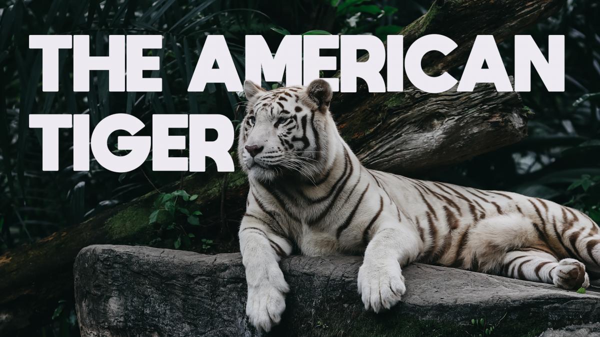 The American Tiger