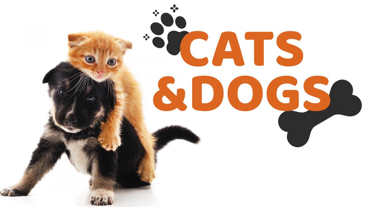 Cats and Dogs