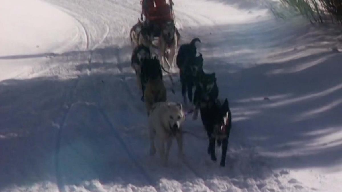 Johnny and the Sled Dogs, Bozo and Flip-Flop